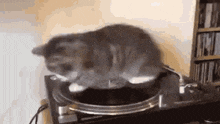 a cat is playing a record on a turntable in a living room .