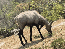 a goat is grazing on a hillside in the woods