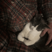 a man in a plaid shirt is holding a cat