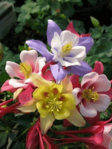 a bunch of different colored flowers with a yellow center in the middle