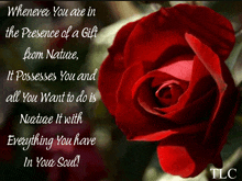 a picture of a red rose with the words " whenever you are in the presence of a gift from nature " on it