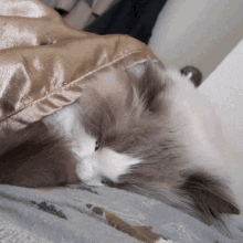 a cat laying on a bed with a pillow behind it