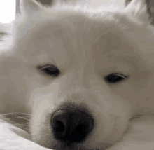 a close up of a white dog laying down