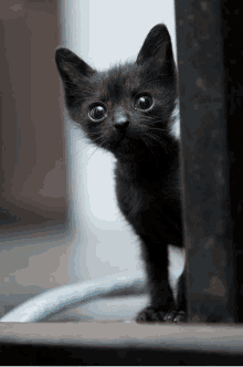 a small black kitten is peeking out from behind a metal pole .