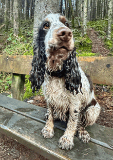 a brown and white dog sitting on a wooden bench