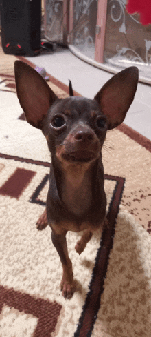 a small dog standing on a rug looking up