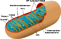 a diagram of the inside of a cell with the word dna visible