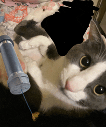 a gray and white cat is laying down next to a syringe