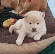 a puppy laying on a blanket next to a dog