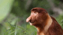 a close up of a monkey with a long nose eating grass .