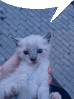 a person is holding a small white kitten in their hands