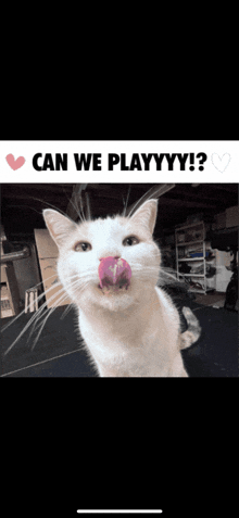 a white cat with its tongue out and the words can we playyyy