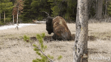 a bison is laying down in a field with a tree in the foreground and the words viralhog on the bottom right