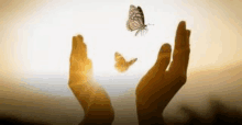 a person is holding a butterfly in their hands in front of a sunset .