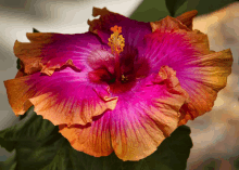 a close up of a pink and orange flower