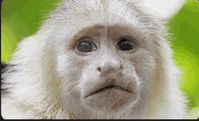 a close up of a white monkey 's face looking at the camera .