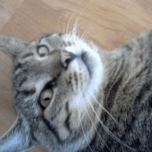 a close up of a cat 's face looking at the camera