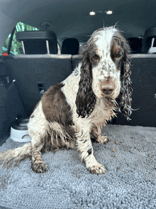 a brown and white cocker spaniel is sitting in the back of a car