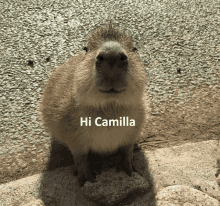 a capybara is standing on a rock and says hi camilla