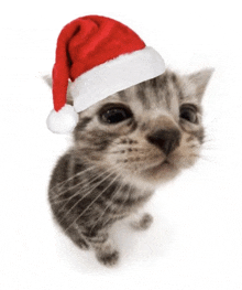 a kitten is wearing a santa hat and looking up at the camera .