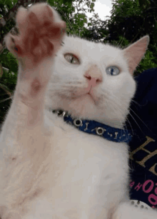 a white cat wearing a blue collar that says ' i.o.i.o.i. ' on it