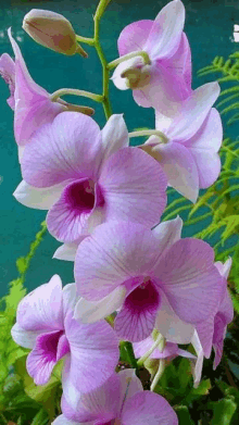 a bunch of purple and white orchids are growing on a plant