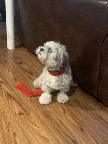 a small white dog wearing a red collar is sitting on the floor