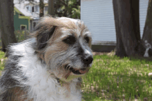 a brown and white dog with a collar is standing in the grass