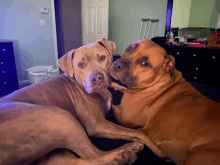 two dogs are laying next to each other and looking at the camera