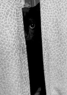 a black cat peeking out from behind a white towel