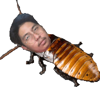 a picture of a cockroach with a man 's head on it