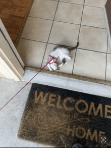 a cat on a leash is laying on a welcome mat