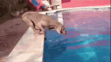 a dog is jumping into a swimming pool and looking at the water .