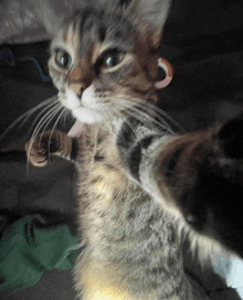 a close up of a cat taking a selfie with its paws up