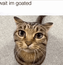 a cat is looking up at the camera with a caption that says wait im goated