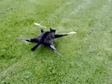 a cat is laying on its back in the grass while flying a drone .