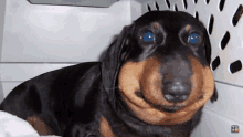 a black and brown dog with a beehive on its nose