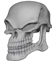 a close up of a skull without a mouth on a white background