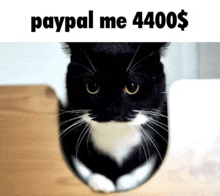 a black and white cat with paypal me 4400 $ written on the bottom