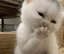 a close up of a white kitten cleaning its paw .