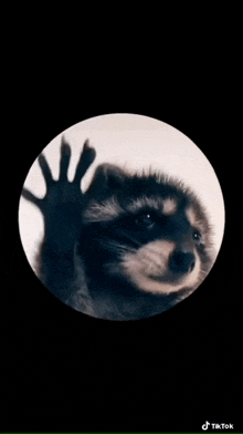 a raccoon is waving its paw in a circle on a black background .