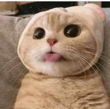 a close up of a cat wearing a hat with its tongue out .