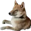 a shiba inu dog is laying down on a white background .