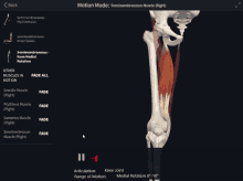 a screenshot of the motion mode of the semimembranosus