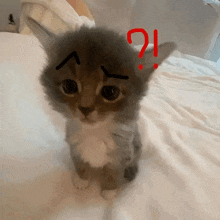 a kitten is sitting on a bed with a question mark above its head