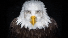 a bald eagle with a yellow beak and a white head is looking at the camera .