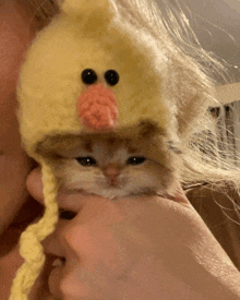 a person is holding a kitten wearing a yellow hat that looks like a chicken