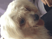 a close up of a white dog with a person 's hand behind it