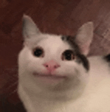 a close up of a white cat with a black spot on its head .