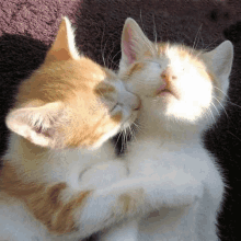 two kittens are hugging each other and looking at each other